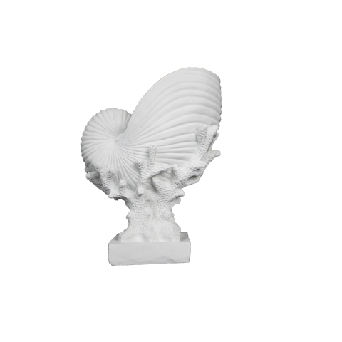 HYK590 - MERCAN ÜZERİNDE DENİZ KABUĞU