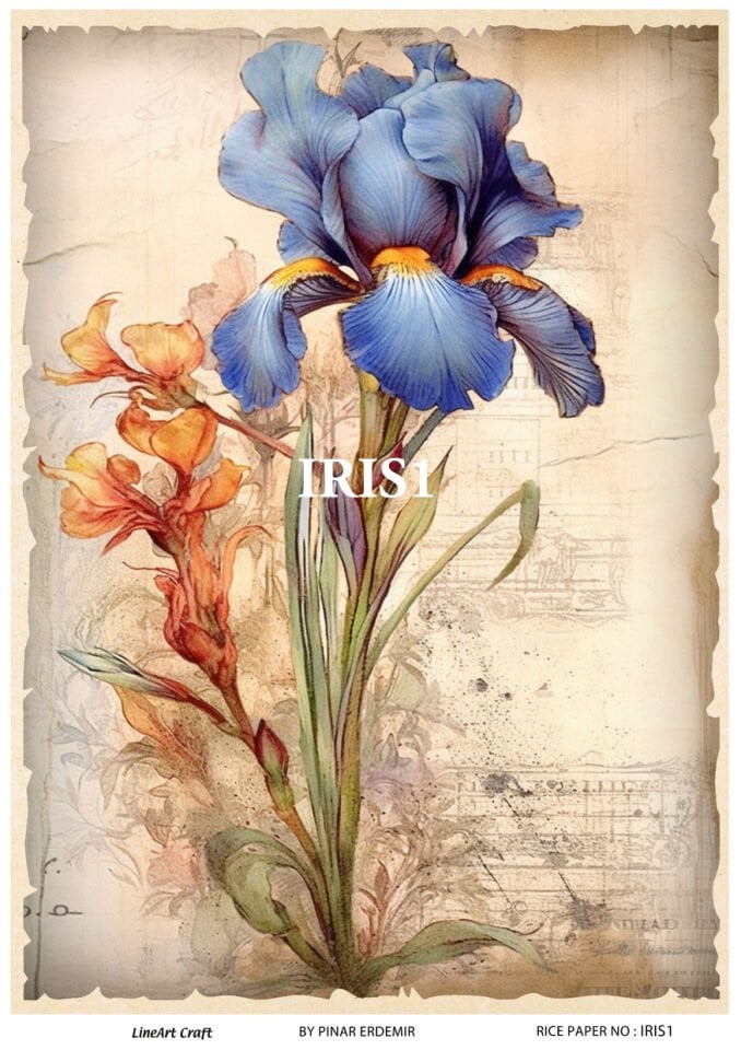 LİNEART PİRİNÇ DEKOPAJ IRIS1