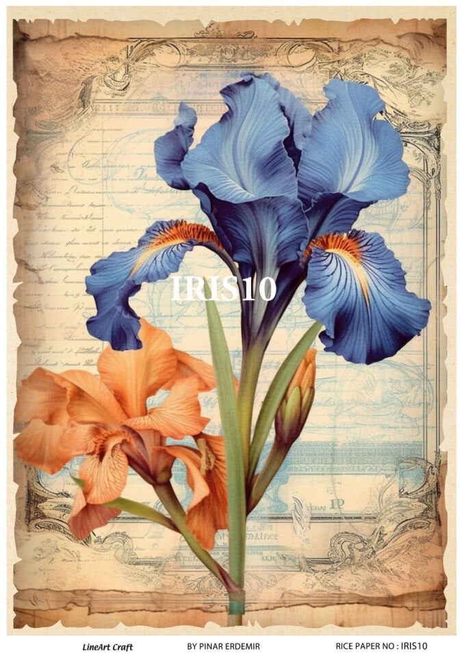 LİNEART PİRİNÇ DEKOPAJ IRIS10